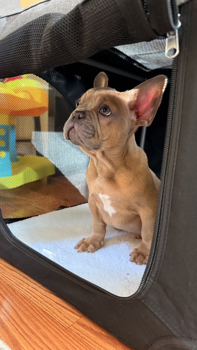dsd1212's tweet photo. New Addition #Judge https://t.co/r3MIradNHw