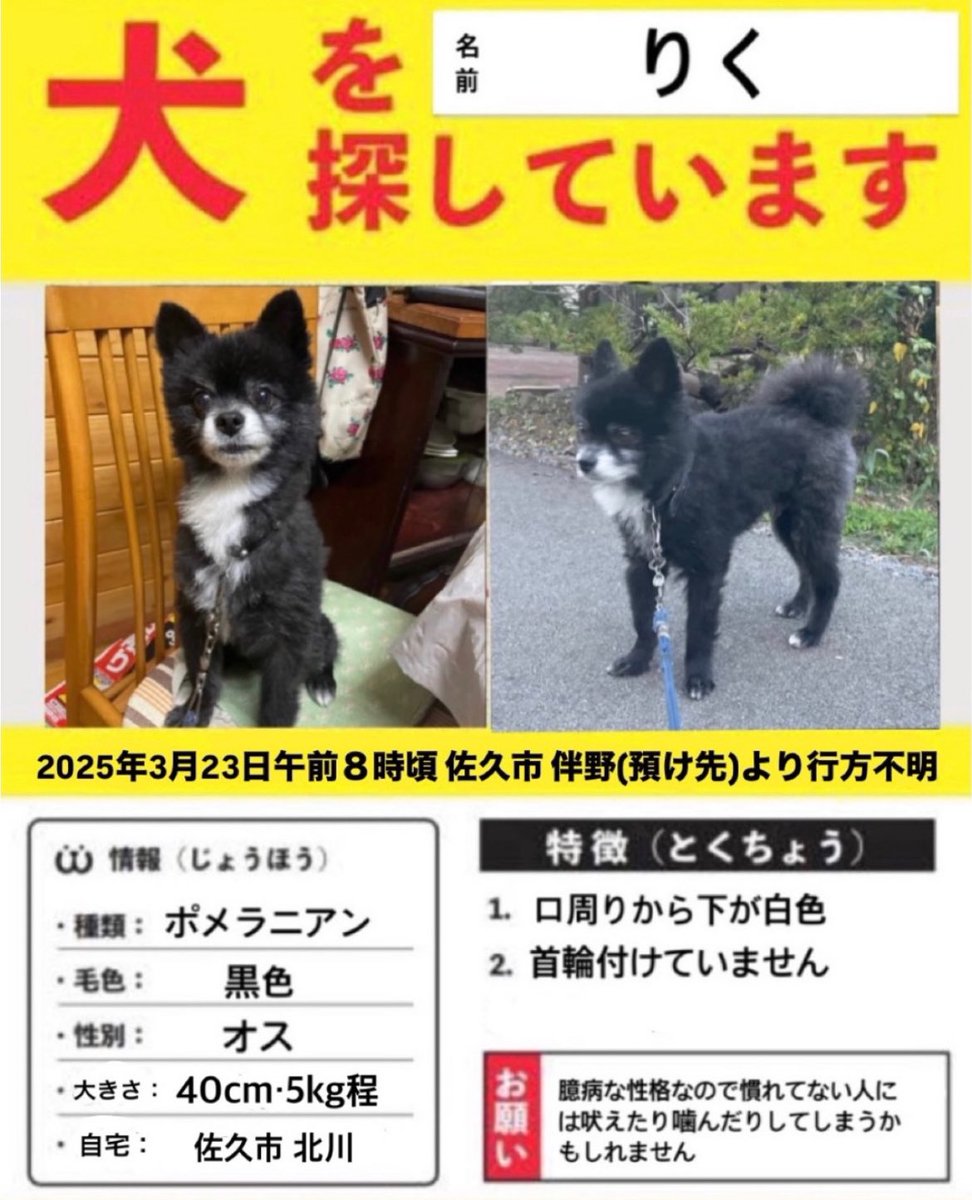 gJys5Qf84e95903's tweet photo. 迷い犬を探しています。保護してくださっているかもしれない情報があるので、情報提供、拡散よろしくお願い致します。
 #迷子犬 #迷い犬 #迷い犬情報 #拡散希望 #長野 #佐久市 https://t.co/jDZP1bYe7D