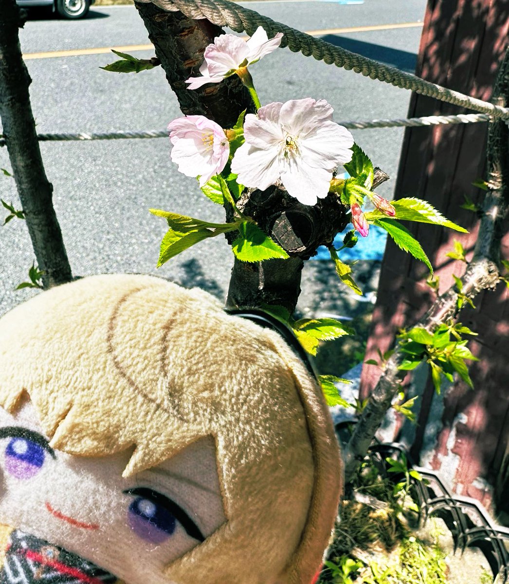 「花見日和だからか普段人気がない公園も人が沢山や 」|原稿中の準のイラスト