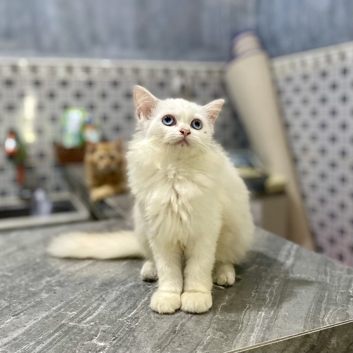 cheesemate_'s tweet photo. Open adopt kucing Kitten Persia umur otw 3 bulan
📍Semarang, Demak
#openadoptsemarang #kucingsemarang #adoptkitten https://t.co/aJFcgIImne