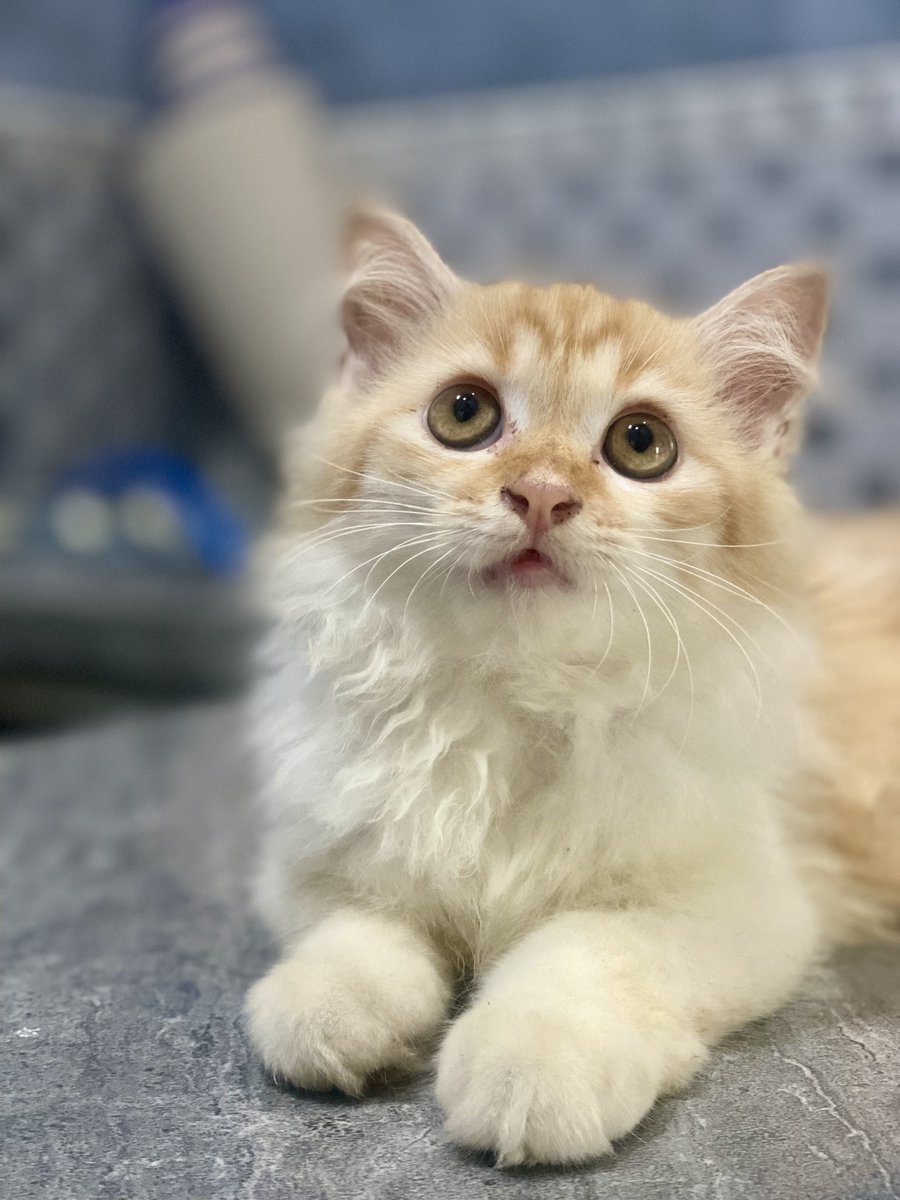 cheesemate_'s tweet photo. Open adopt kucing Kitten Persia umur otw 3 bulan
📍Semarang, Demak
#openadoptsemarang #kucingsemarang #adoptkitten https://t.co/aJFcgIImne