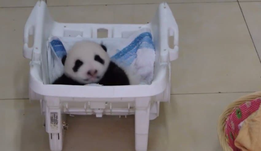 아보카도잼 tweet media