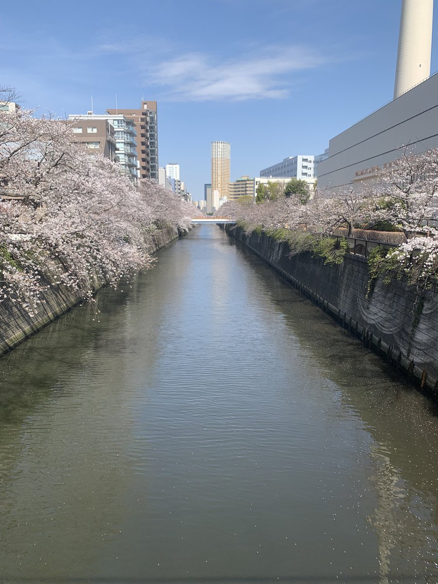 MaSakun0709's tweet photo. 中目黒沿いです✨
ほぼ満開🌸

＃中目黒さくらマップ ＃桜情報 https://t.co/fg9peeTeD0