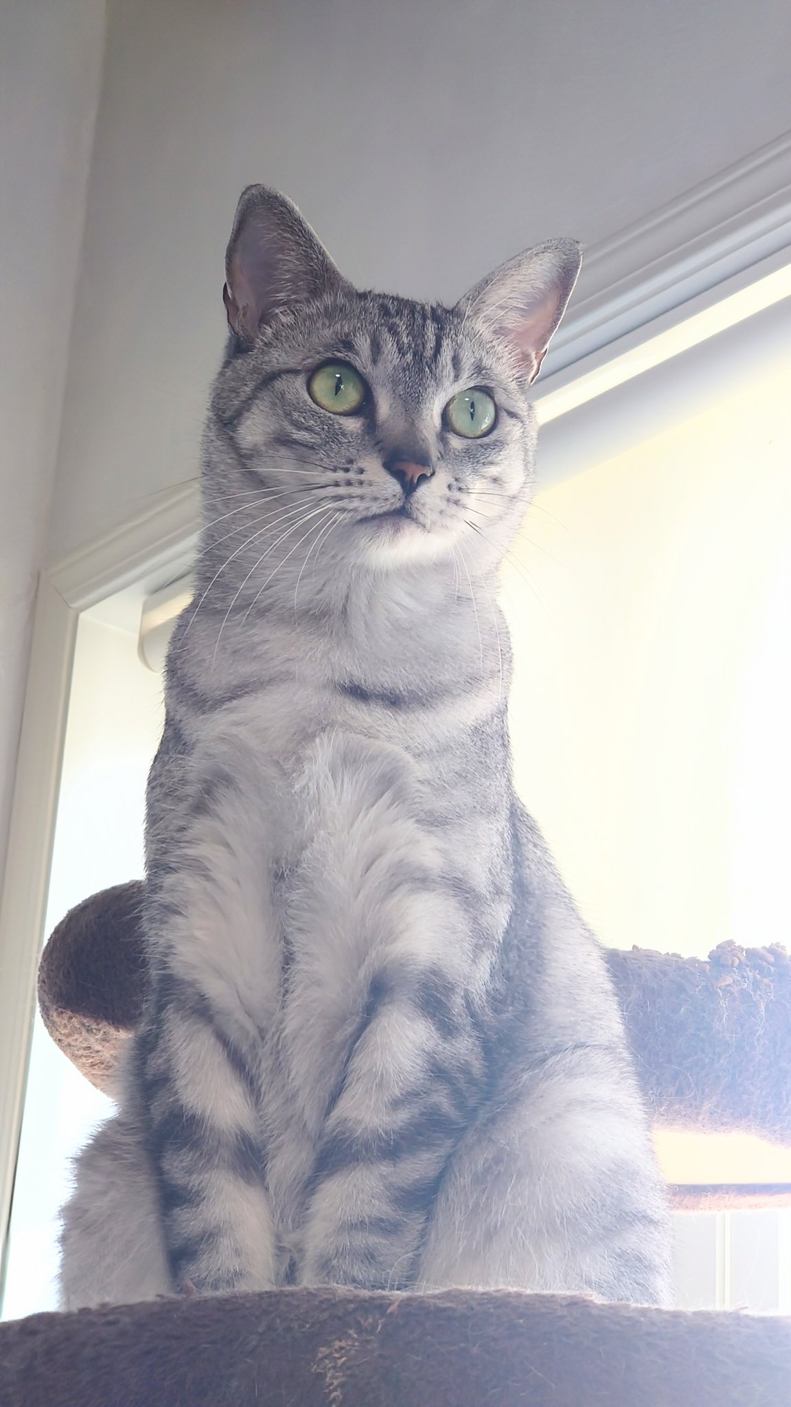 朔🐈断然猫派🪽✨ on X: 朔🐈断然猫派🪽✨ on X: