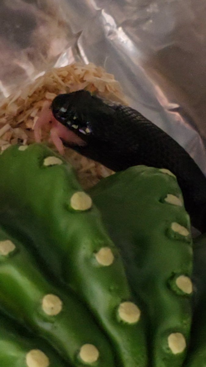 めるり tweet media