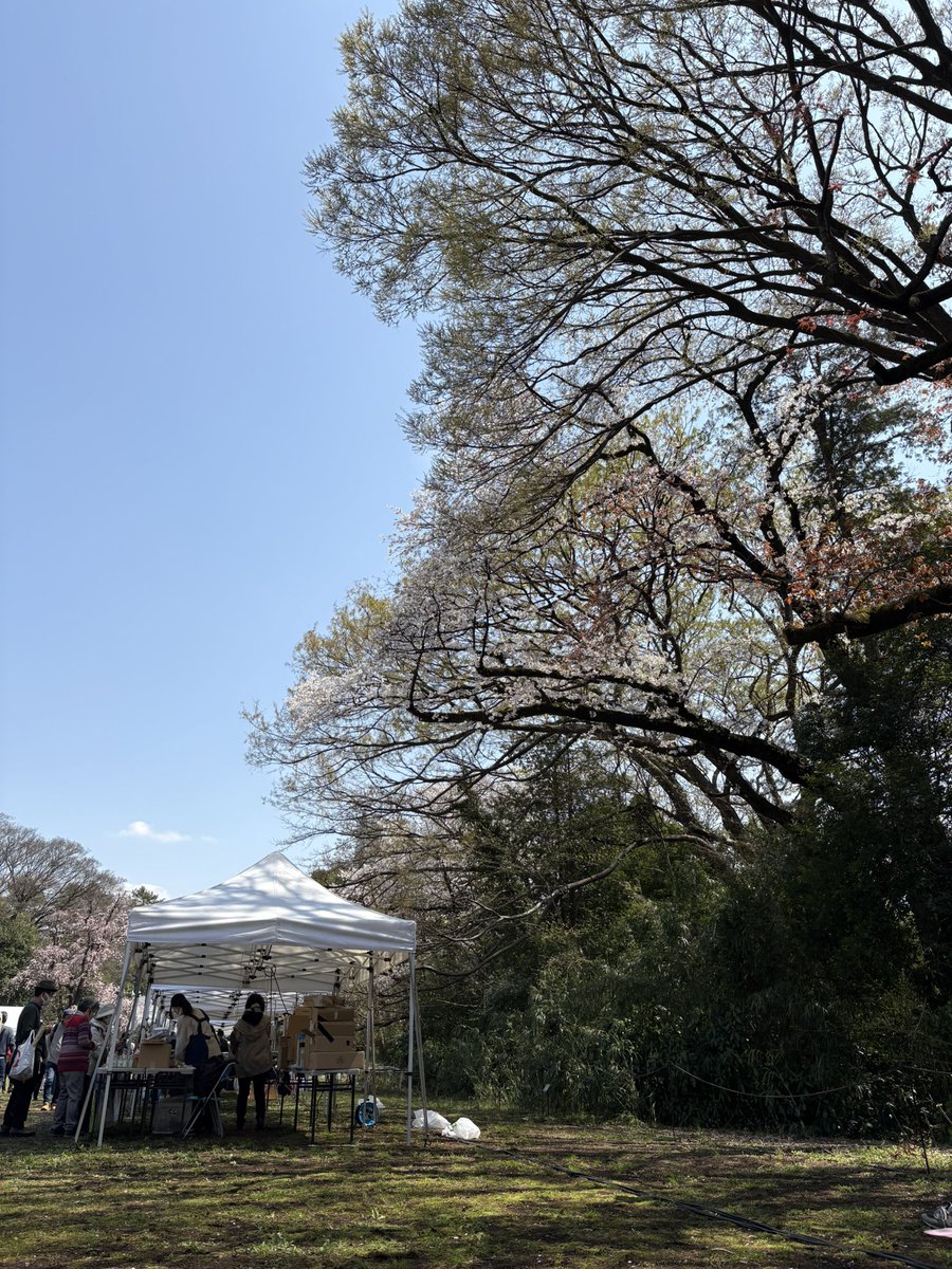hexaring's tweet photo. 日立研究所でお花見 https://t.co/sK52tRsRMl