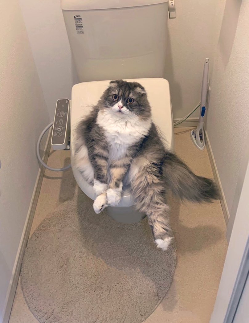 👤 （ ガチャッ.. ）

🐱 「 入ってます 」

#スコティッシュフォールド
#猫　#ねこ　#猫のいる暮らし
#ねこかわいいね
#猫好きさんと繋がりたい https://t.co/OKgYQ4uumm