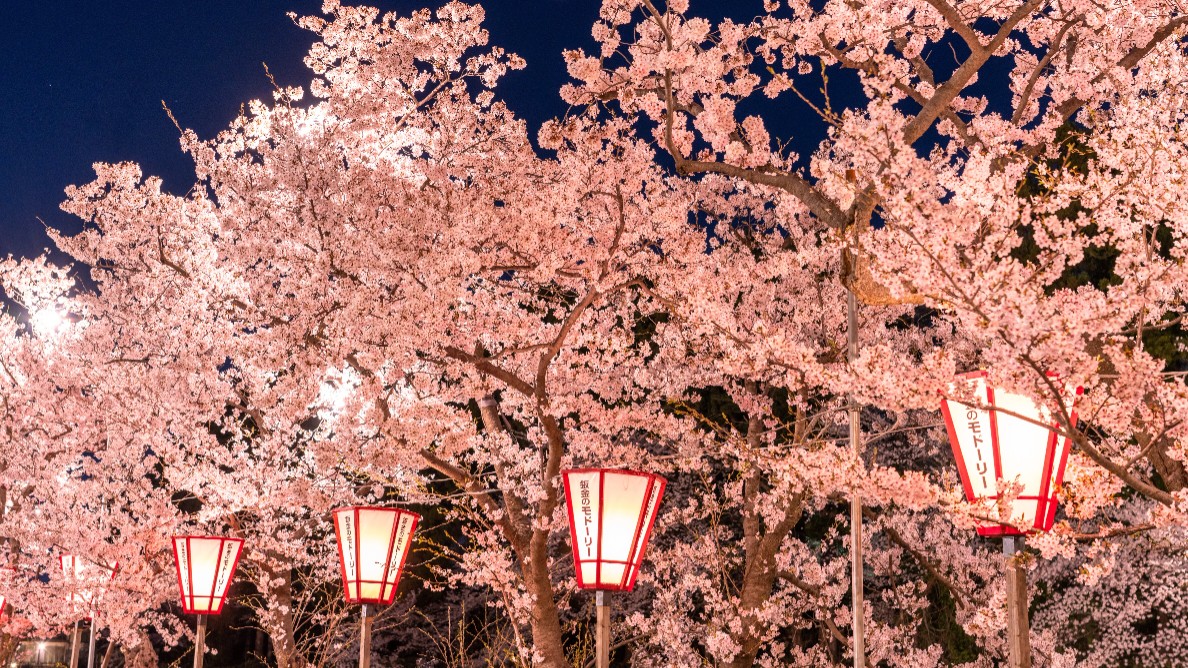 japan's tweet photo. Majestic castles 🏯 and breathtaking cherry blossoms 🌸 come together in this year's Spring Special Issue of #HighlightingJapan! Explore each blossom-dotted page to discover the striking views and timeless heritage that make this season so beloved. https://t.co/UtwoxWLCO6