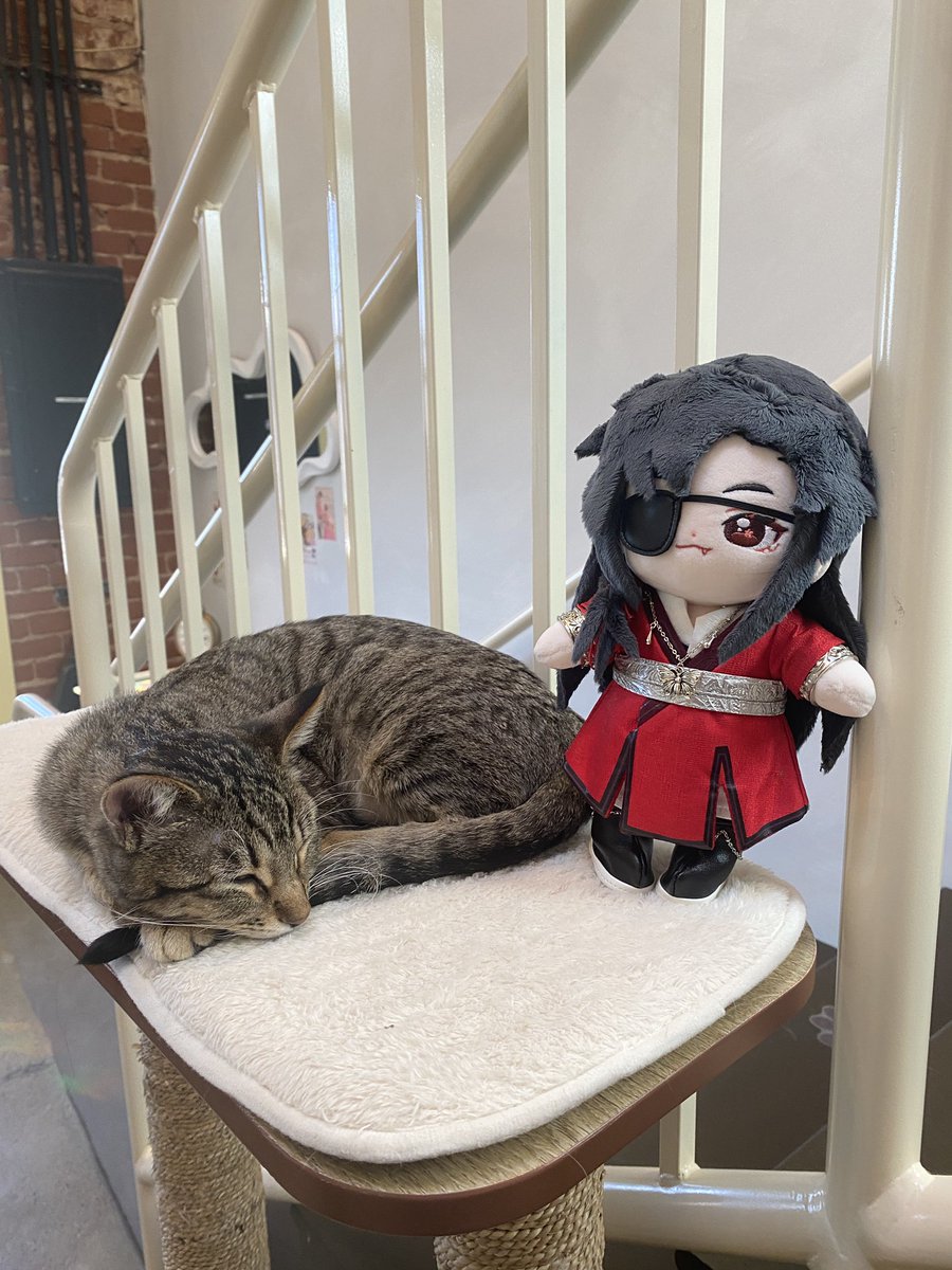 HuaChengDoll's tweet photo. cat cafe !! https://t.co/OGkbAgVI1Z
