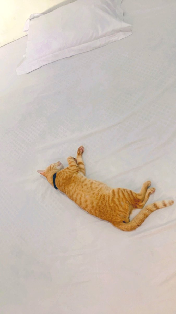 CicitFS's tweet photo. Penguasaa😻 https://t.co/NTLr0MeYas