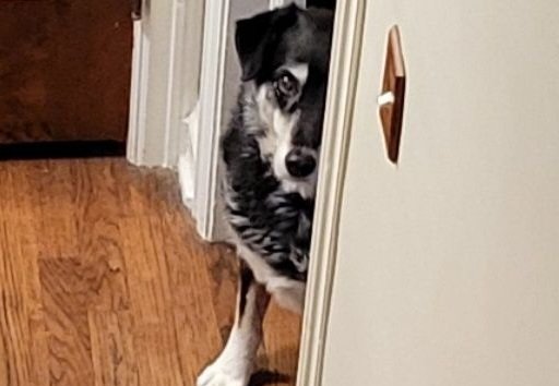 mphrost's tweet image. It&apos;s still one of my favorites. He always knew.  
Don&apos;t mess around. they&apos;re always watching.  😅
#petproject