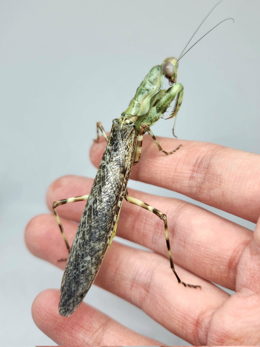 ダブルシールドマンティス　標本 羽化したてのダブルシールドマンティス♂ 体色が緑色から灰色に変わる