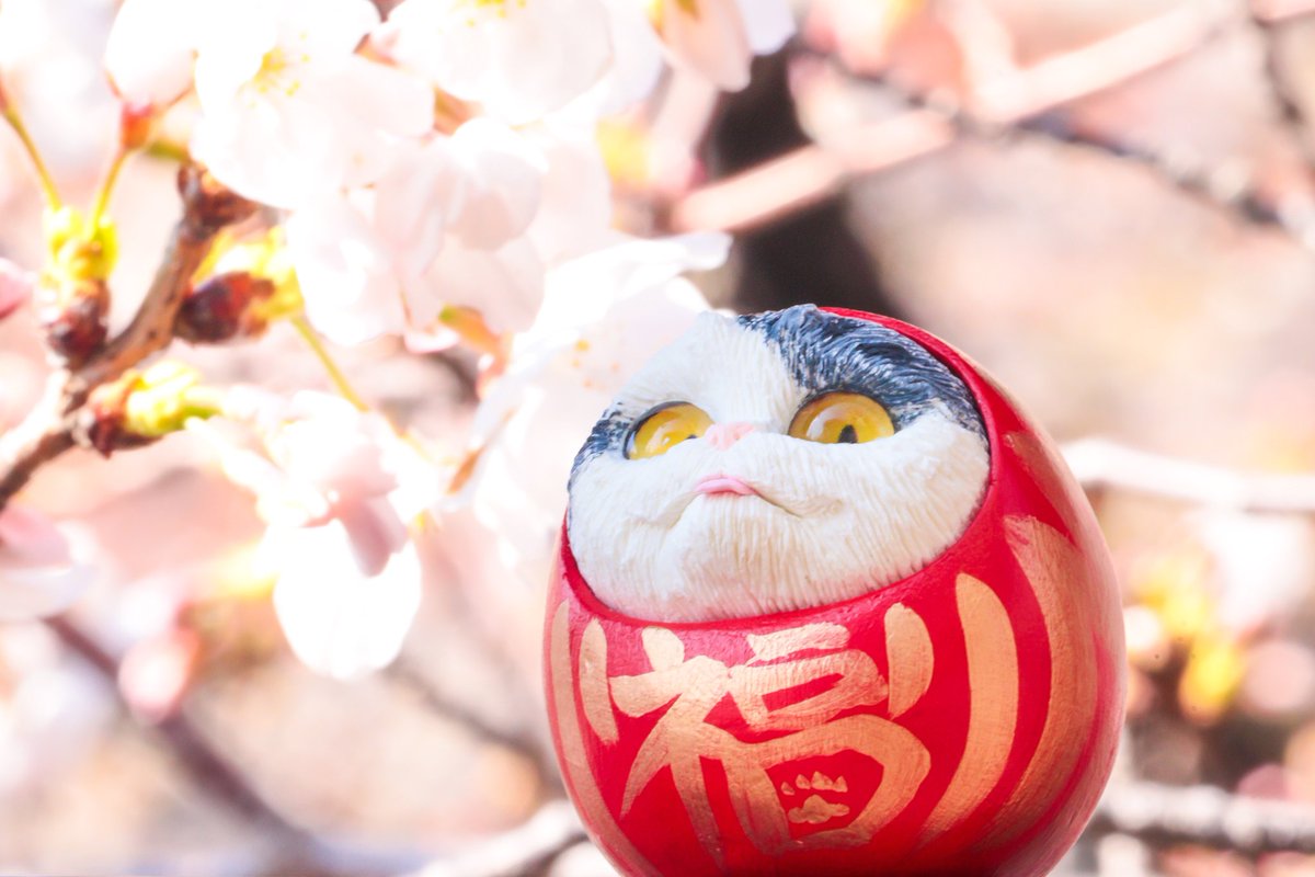 deji_baku's tweet photo. 春だにゃん

#桜2025 #emptycan #けだるま https://t.co/c4gEPV8IQ6
