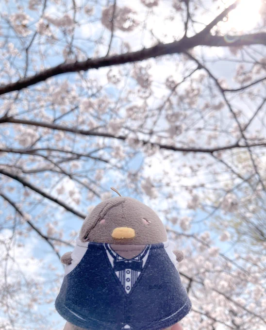 お花見してきた 少し寒いけど晴れてたし満開  桜の花びらをお留守番ぬおちゃんにおみやげ 