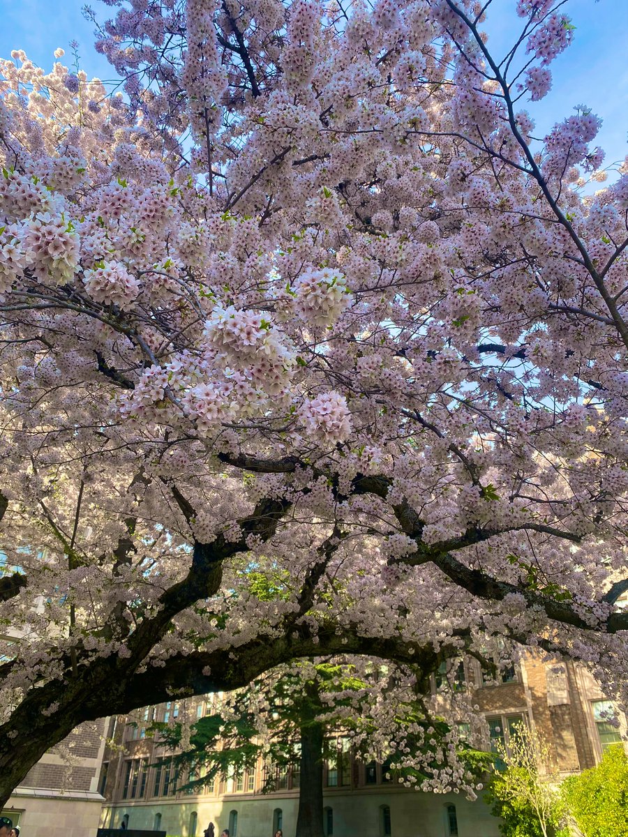 ghadeer_x7's tweet photo. #cherryblossoms #Seattle 
#UW #YouW 🌸 https://t.co/JUS2mJC8nj