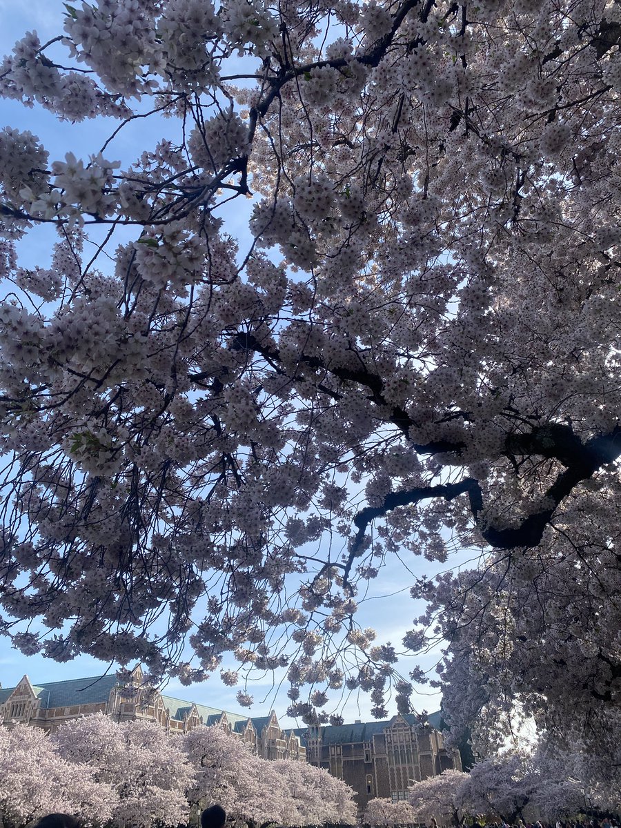 ghadeer_x7's tweet photo. #cherryblossoms #Seattle 
#UW #YouW 🌸 https://t.co/JUS2mJC8nj