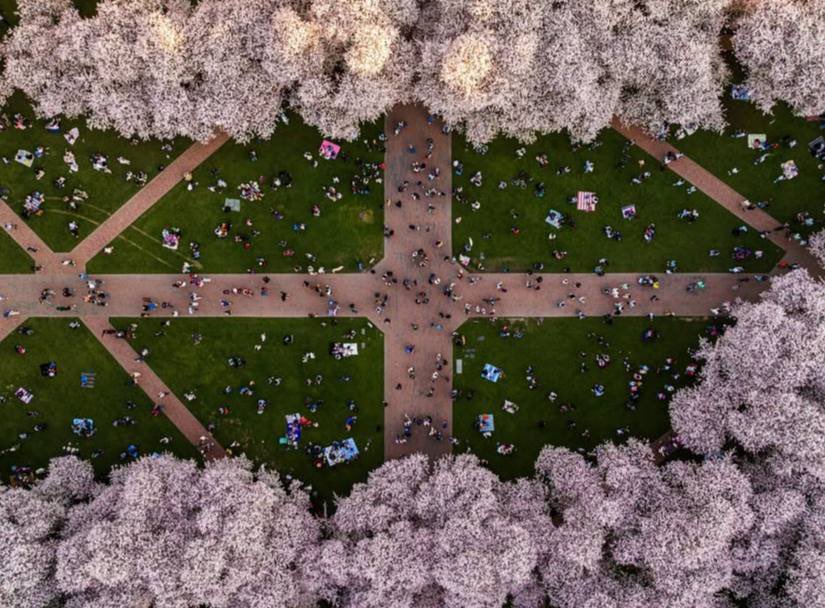 ghadeer_x7's tweet photo. #cherryblossoms #Seattle 
#UW #YouW 🌸 https://t.co/JUS2mJC8nj