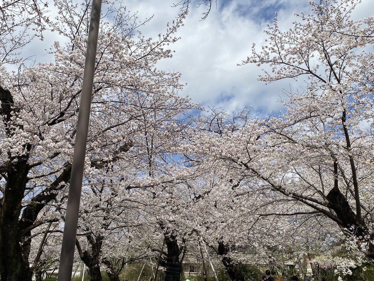 nabe19630628's tweet photo. 洗足池は満開だー
花見🌸は、やっぱりたこ焼きと、ハイボールだね❗️🥳 https://t.co/ysvbPYcM0a