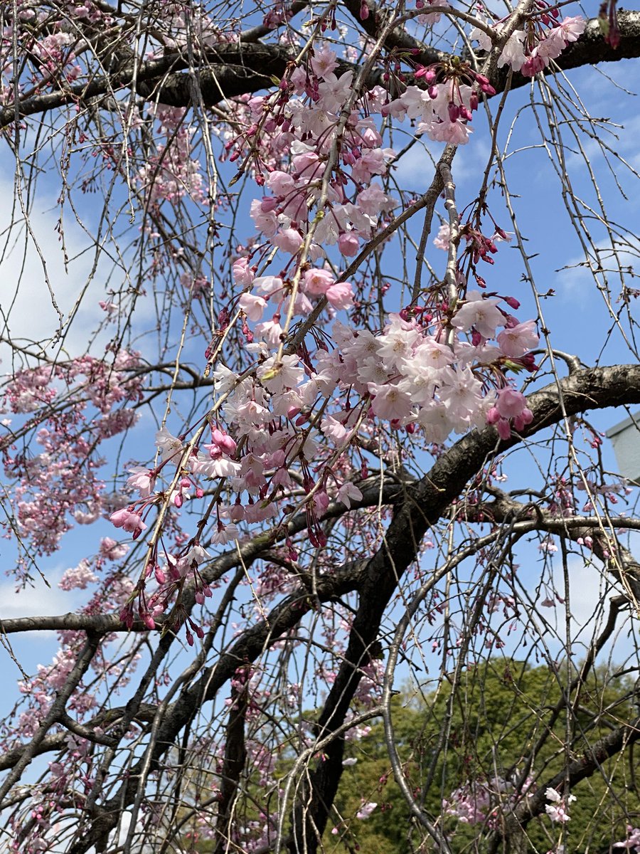 nabe19630628's tweet photo. 洗足池は満開だー
花見🌸は、やっぱりたこ焼きと、ハイボールだね❗️🥳 https://t.co/ysvbPYcM0a