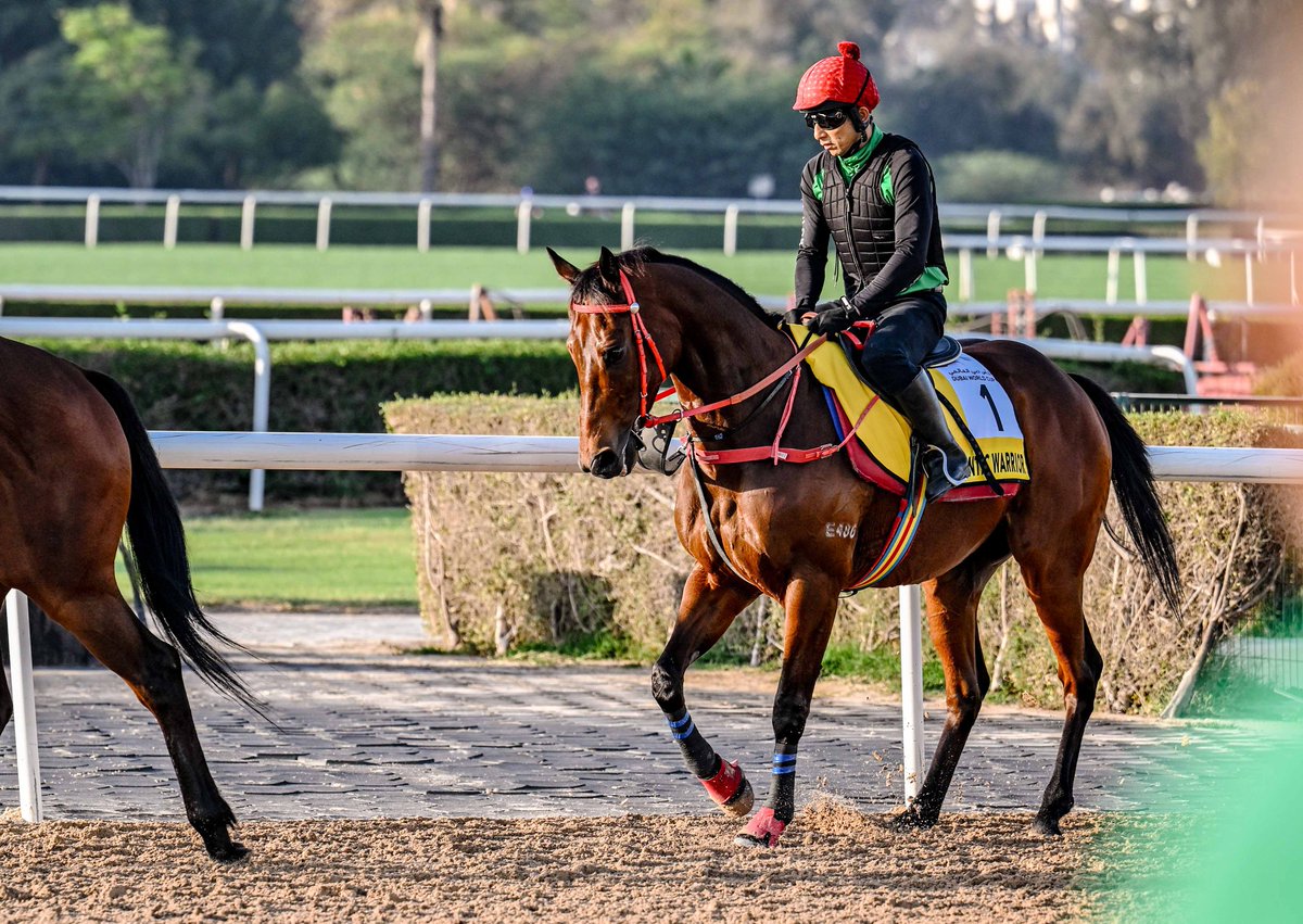 ChaseLiebenberg's tweet photo. #RomanticWarrior during his final trackwork leading up to his run in the Dubai Turf on #DubaiWorldCup night. https://t.co/NkDwnEkMsv