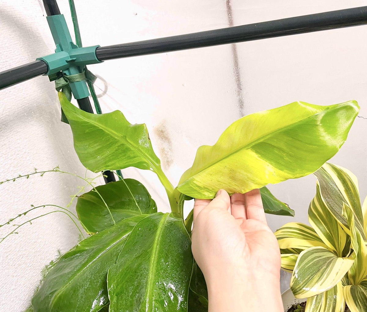 ballpython2019's tweet image. お久しぶりです。
最近すっかり植物の人になりつつあります🪴w
もちろん動物達のお世話もしてるんだけど、仕事が忙し過ぎるのもあって繁殖は意識的にはしてないです😅
ちょっと前にホムセンで三尺バナナらしきものが植ったのを見付けて育ててるんだけど曙斑っぽいかな❓🤔
#ドワーフキャベンディッシュ
