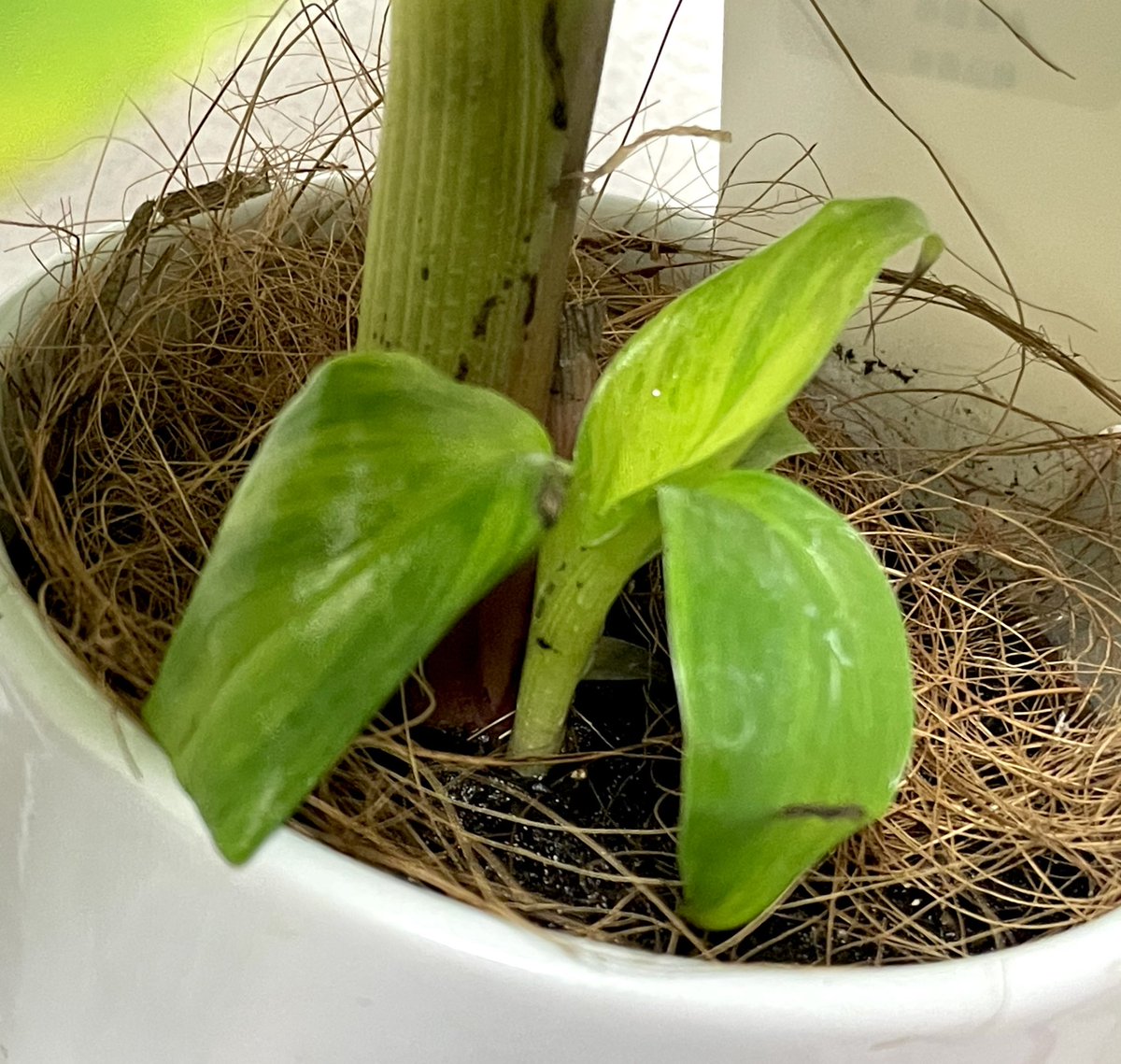 ballpython2019's tweet image. お久しぶりです。
最近すっかり植物の人になりつつあります🪴w
もちろん動物達のお世話もしてるんだけど、仕事が忙し過ぎるのもあって繁殖は意識的にはしてないです😅
ちょっと前にホムセンで三尺バナナらしきものが植ったのを見付けて育ててるんだけど曙斑っぽいかな❓🤔
#ドワーフキャベンディッシュ