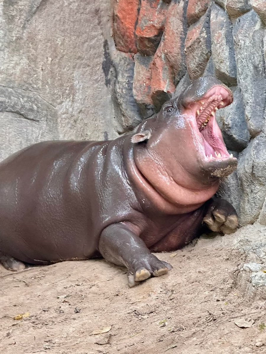 วันหยุด มาทำไมกันแต่เช้า 
ฮิปโปจะนอนนน 🤣🦛
#hippo #PygmyHippo #ขาหมูแอนด์เดอะแก๊ง #หมูเด้งจะเด้งกี่โมง #Moodeng #พี่ขาหมู #สวนสัตว์แปลกเขาเขียว
