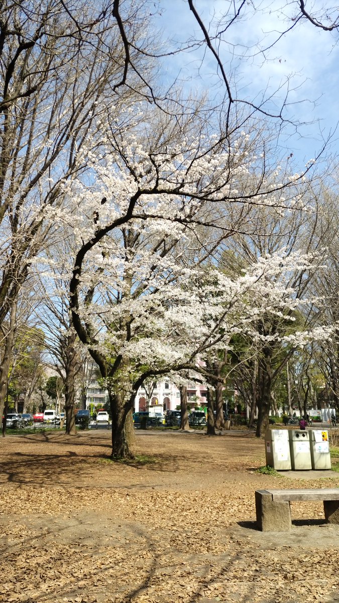 Taka4no's tweet photo. 芦花公園。
YMCAしてる桜。 https://t.co/hFwLQxZb47