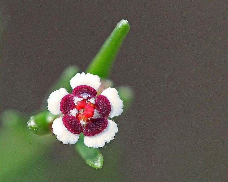 Naturepathway's tweet photo. **"Ethereal detailβthis tiny yet exquisite flower, with a cluster of dark maroon petals at its center surrounded by pristine white petals, offers a mesmerizing contrast that highlights nature's intricate artistry. πΈβ¨ #TinyBloom #NatureDetails #DelicateBeauty"** https://t.co/FL22avdnZM
