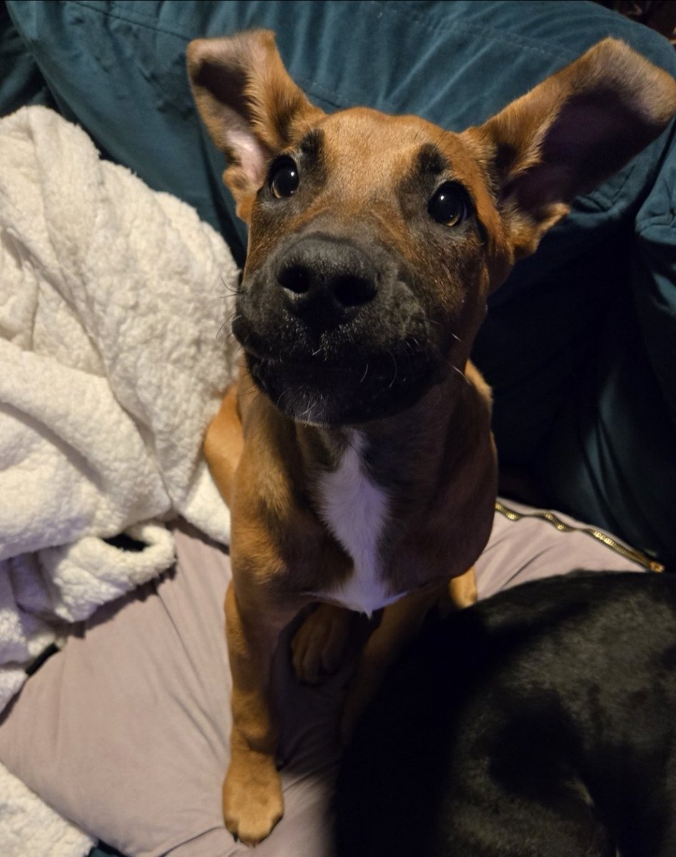 Everybody,tell Franklin he's a good boy.