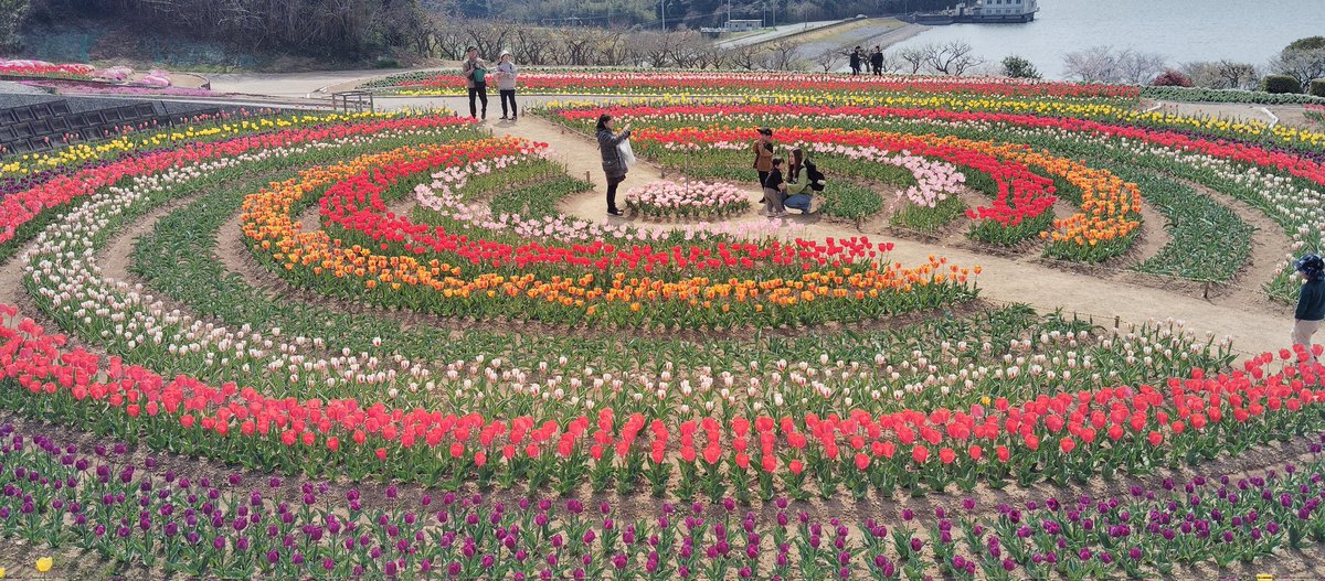 今日も朝活！
inサンテパルクチューリップ🌷