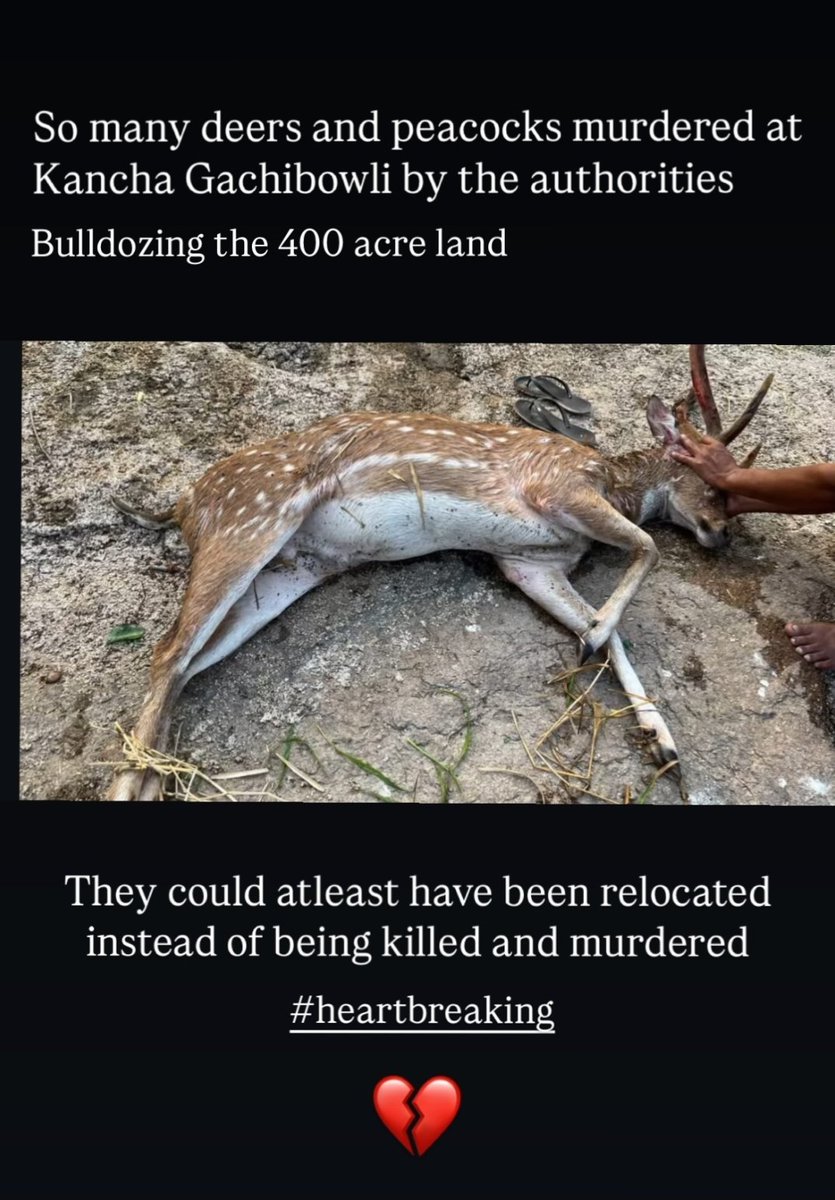 🙏Request Hyderabad government please don't do this,what is the benefit of clearing the forest outside and planting trees inside big houses,What is the need for such IT hub where wild animals die?
#KanchaGachibowli 
#hcubiodiversity 
#HCUVoicesForNature 
#Hyderabadforest
#PMModi
