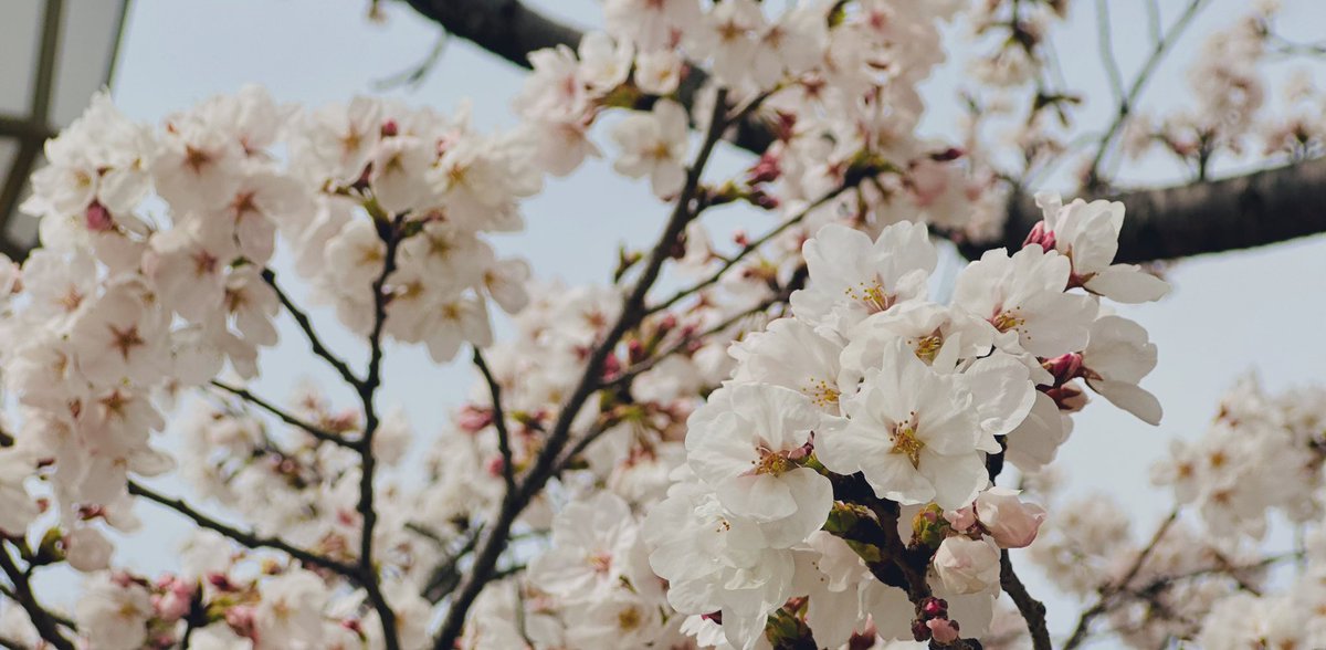 よつろう (@yotsuro444) on Twitter photo 