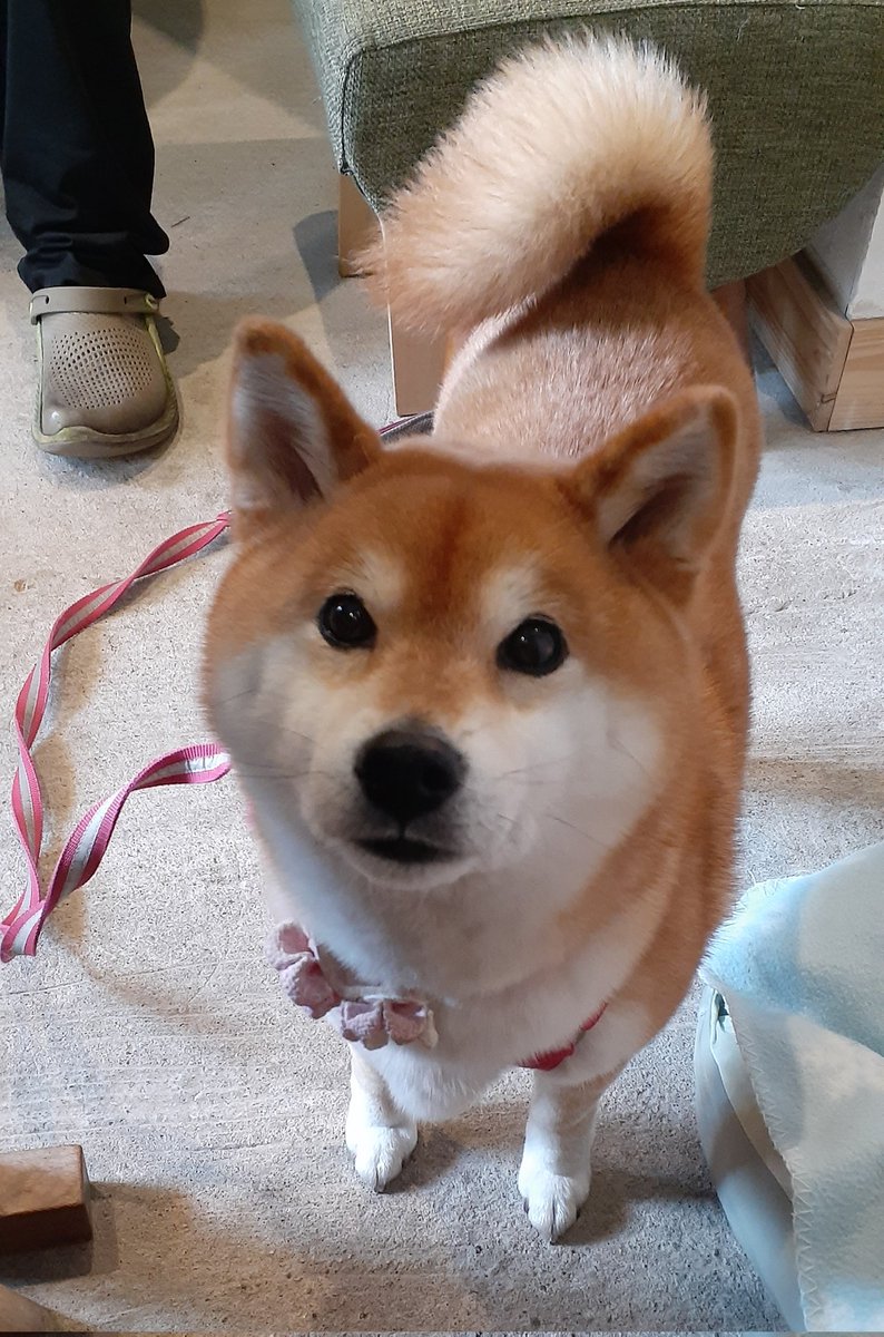 柴犬ゆきちゃん (@n0qTVdKQKf4r0Qt) / Posts / X