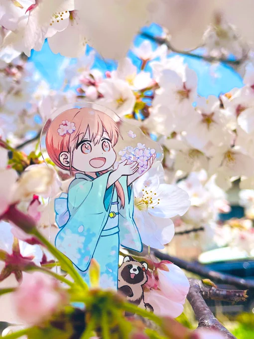 まんが王さんのアクリルスタンド、サンプルをいただきましたありがとうございます!桜と一緒に撮りたくて近所の桜を巡ってきましたいい天気。コミックスや特典、お迎えくださった皆さま、本当にありがとうございます! 