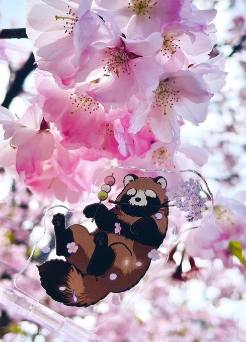 まんが王さんのアクリルスタンド、サンプルをいただきましたありがとうございます!桜と一緒に撮りたくて近所の桜を巡ってきましたいい天気。コミックスや特典、お迎えくださった皆さま、本当にありがとうございます! 