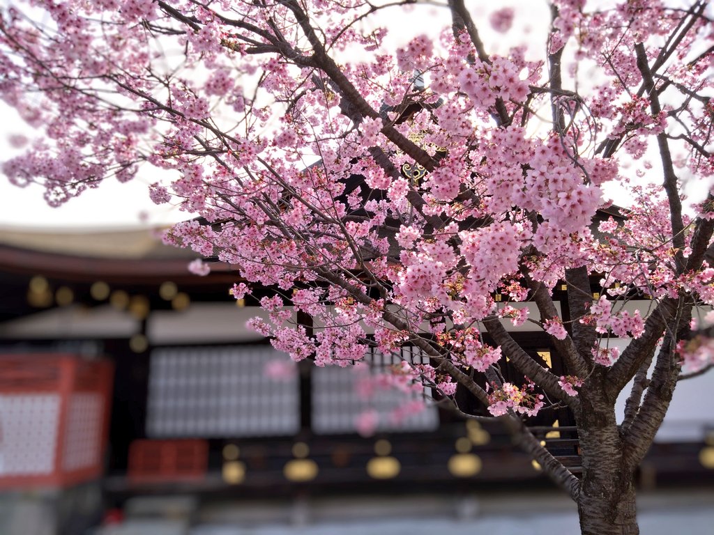 rikuzo7's tweet photo. 東寺（教王護国寺）

京都市南区にある真言宗総本山の日本の仏教寺院
空海（弘法大師）が嵯峨天皇から東寺を下賜されたことにより、国家鎮護の官寺であるととも真言密教の根本道場となる。

#東寺　#空海　#京都　#御朱印 https://t.co/keza3HRbLC