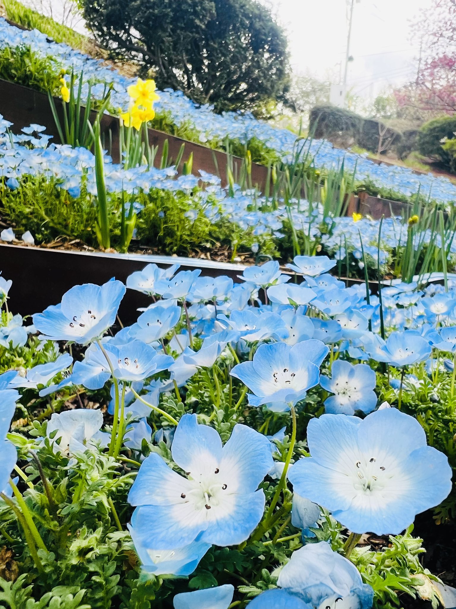 HANA・BIYORI 【公式】 on X: 