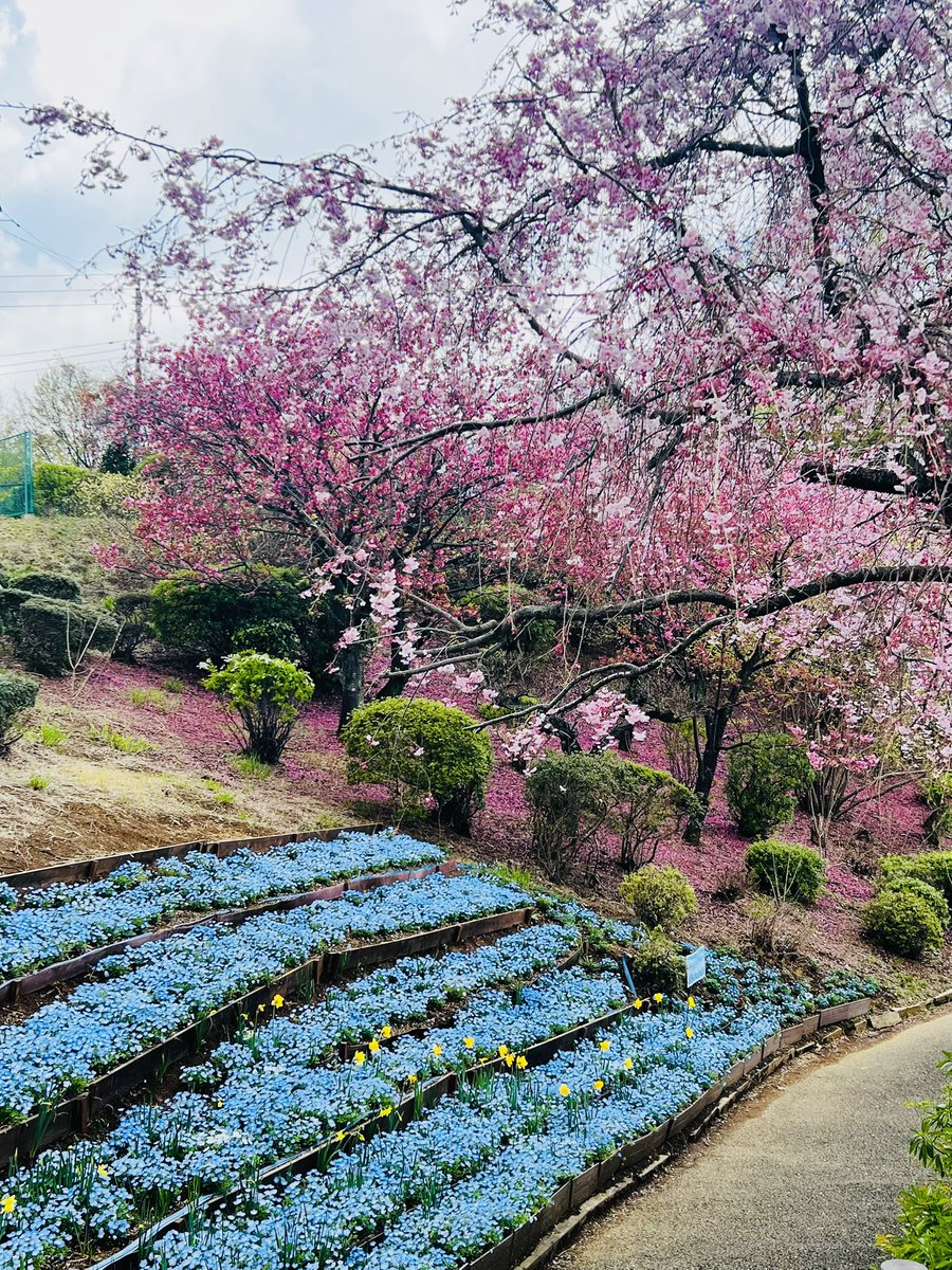 HANA・BIYORIのソメイヨシノが満開を迎える中、スタッフこだわりの