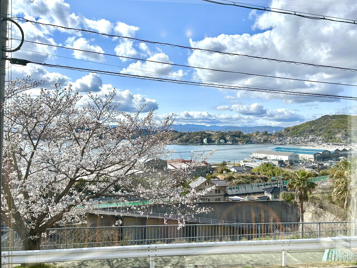 otsucafe's tweet photo. こんにちは
乙カフェは桜が見頃を迎えています🌸
お花見に来られるお客様も多いんですよ✨

来週には桜吹雪も見られるかも?!°˖✧◝(⁰▿⁰)◜✧˖°

 #広島  #カフェ  #坂町  #桜 https://t.co/KmZfFHkd2K