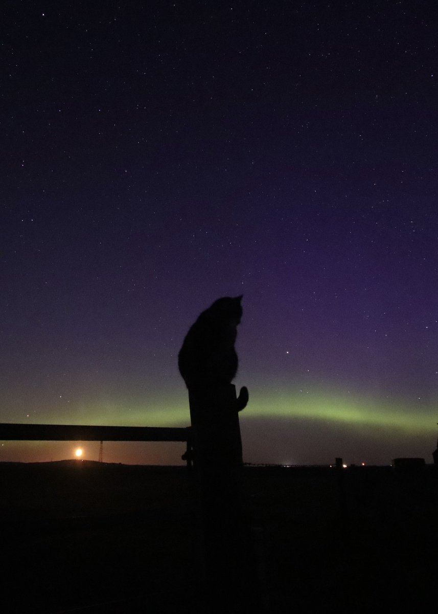 Mister Gillie watching the night sky.

05.04.2025 (5.00 BST)

#Auroraborealis #NorthernLights 
#Caturday 
#solarstorm #OuterHebrides #Scotland #StormHour #jefinuist <a href="/TamithaSkov/">Dr. Tamitha Skov</a>