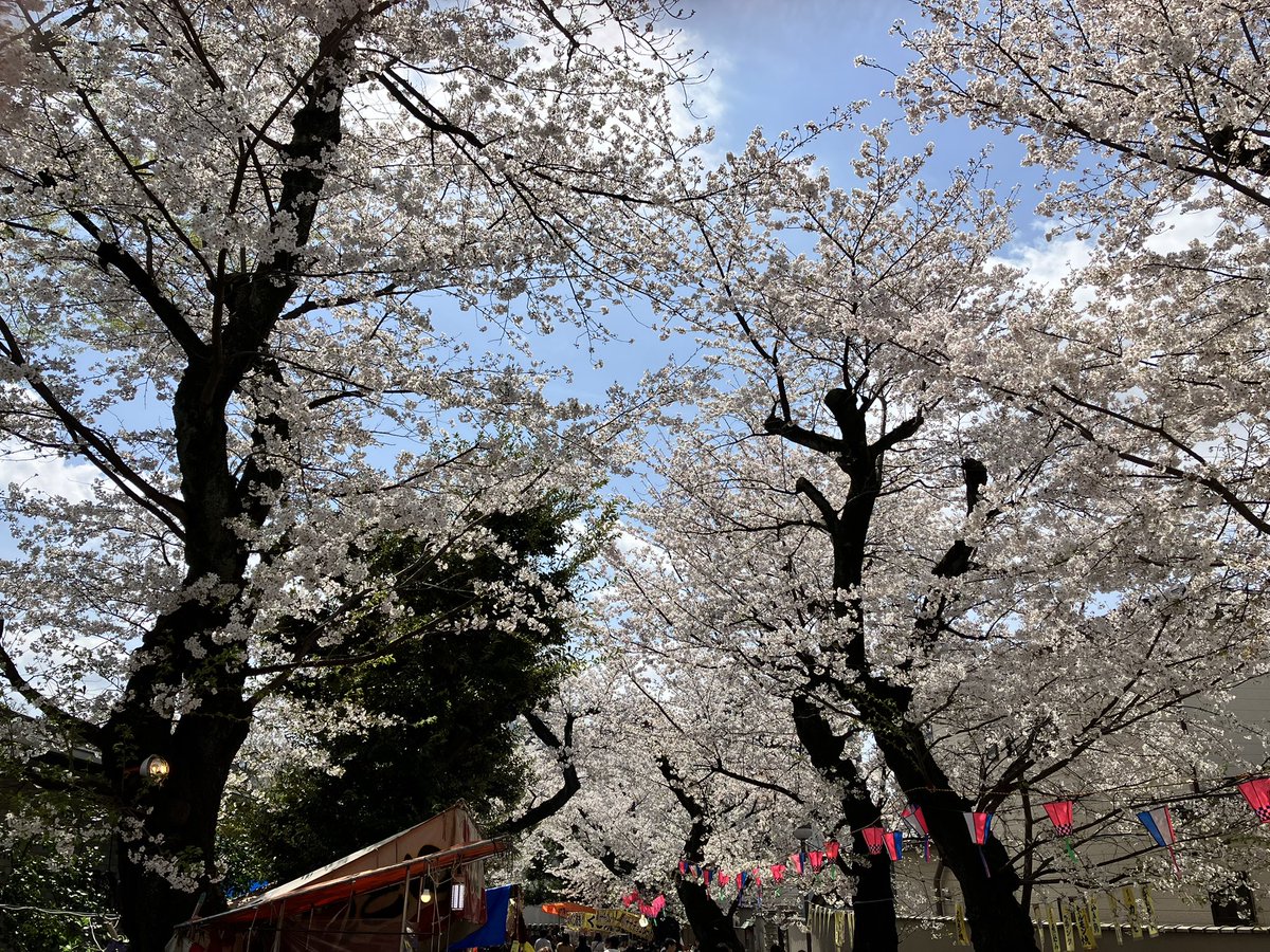 tcm_mmc's tweet image. 本日から我がミュージック・メディアコースの新年度授業開始です！
池袋キャンパスのお隣りのお寺では桜祭りを開催中🌸