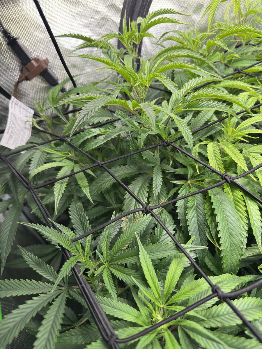 gasmanthegascan's tweet image. Last Meal (Cement Shoes x Strawberry Stuffed French Toast)
Looking ripe and ready for flip tomorrow night.

#smallbatch #craft #organic #livingsoil #growyourown #indoor #gardening #CannaLand #Mmemberville #manoftheredearth