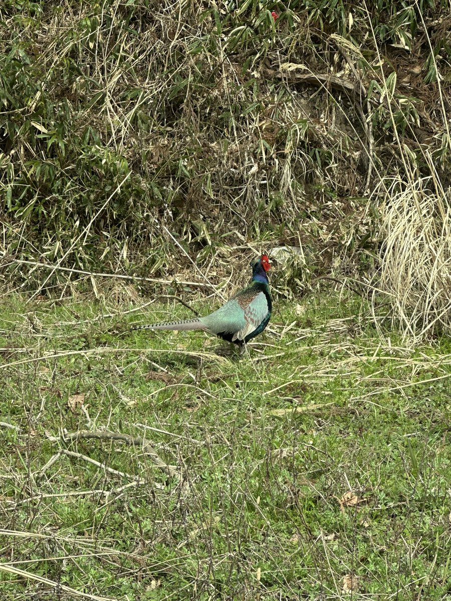 4mHamano's tweet photo. この野鳥はじめてみたんですけど名前分かりますか？
有識者の方いれば教えていただきたいです。

#野鳥
#鳥 https://t.co/PJb5yOLLiP