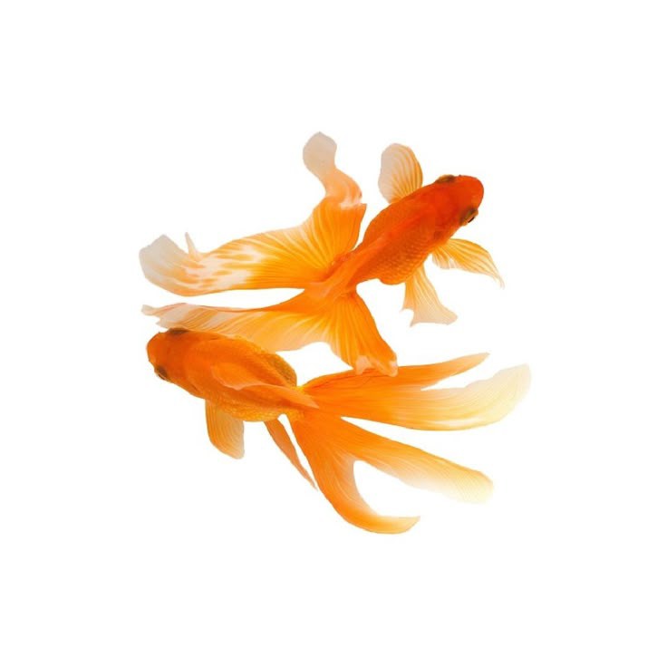 ✦ mimi | akito's 𝖘𝖐𝖎𝖇𝖎𝖉𝖎 tweet media