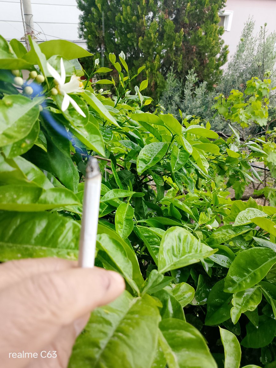 Bir sigara yaktım, 
Ufak ufak nefes leyip, 
Bahar🌱 geldi yine, 
Sensiz ve sessiz sedasız, 
Kaçıncı kez çiçekler açtı, 
Limon🍋 yine tomurcuklu, 
Asmalar yemyeşil yine, 
Bak kaçıncı ağlayışım, 
Kaçıncı feryadım Ardınsıra... 
Yeşilin her tonuna inat, 
Gönlüm hep flu da kaldı,