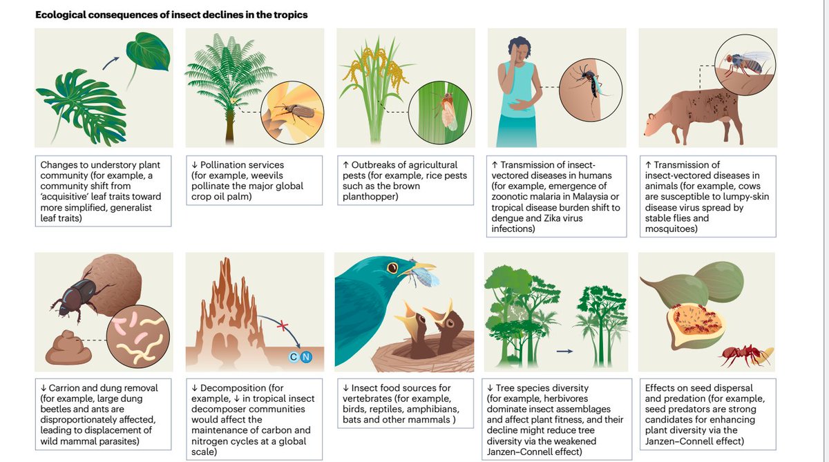 New paper in <a href="/NatRevBiodiv/">Nature Reviews Biodiversity</a> led by Michael Boyle. We review the evidence for tropical insect biodiversity change, the major drivers and ecological consequences. We also highlight research trends and future directions in tropical insect research.

rdcu.be/egjby