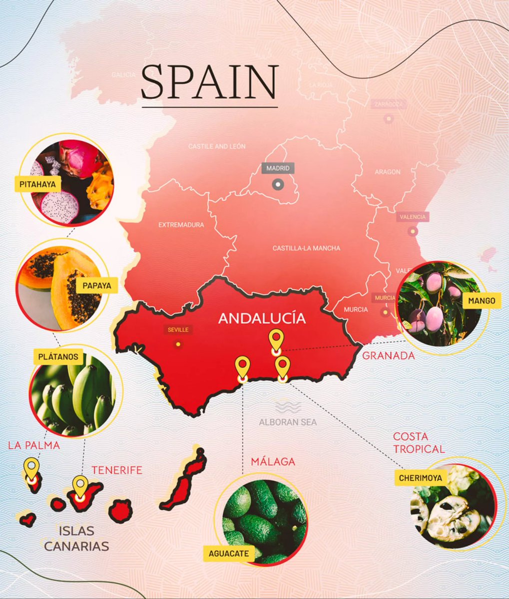 ¿Sabías que España es el país de Europa que más frutas tropicales produce?

Canarias, Málaga, Granada, Murcia y la C. Valenciana son las zonas donde se cultivan estas frutas (pitaya, mangos, papaya...)

Y con las lluvias de estas semanas, se prevé que la producción sea récord.