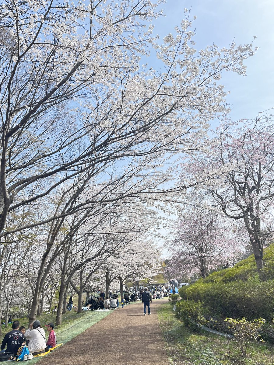 動物園行ったら桜満開だった🌸