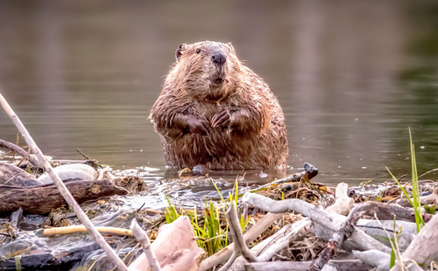 Beavers build a dam that local authorities had been planning for seven years, saving them $1.2 million.

A project to restore wetlands in the Brdy Landscape Park in Czech Republic had been in development since 2018. 

But it turned out to be unnecessary—local beavers, which have